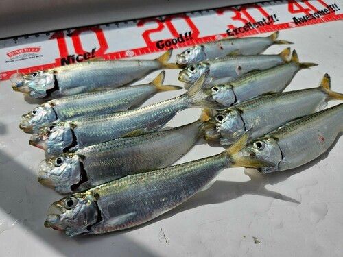 サッパの釣果