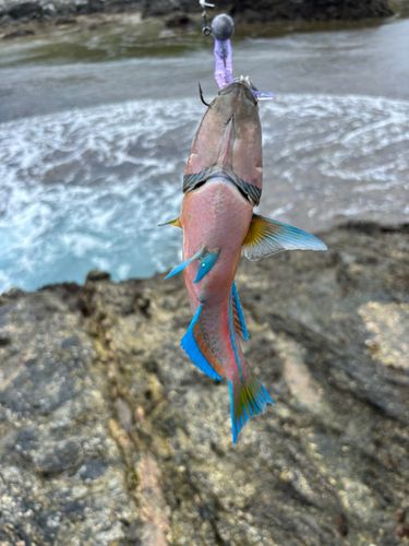 オトメベラの釣果