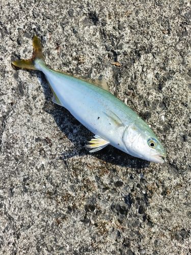 モジャコの釣果