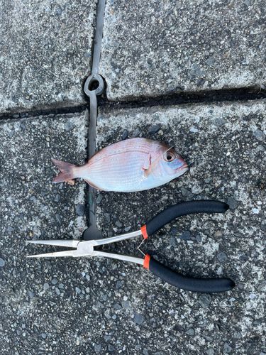 チャリコの釣果