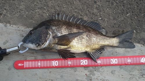チヌの釣果