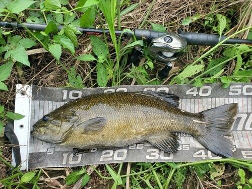 スモールマウスバスの釣果