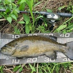 スモールマウスバス