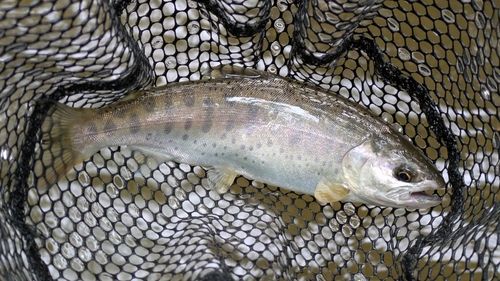 トラウトの釣果