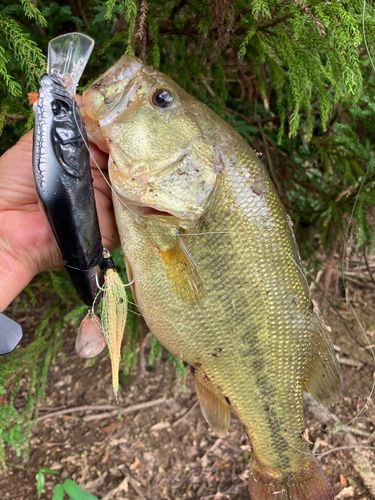 ラージマウスバスの釣果