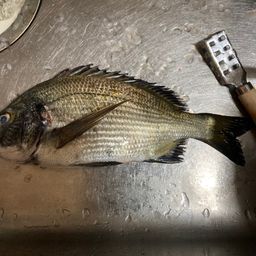 チヌ