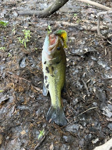 ブラックバスの釣果