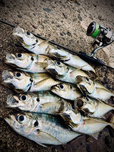 アジの釣果