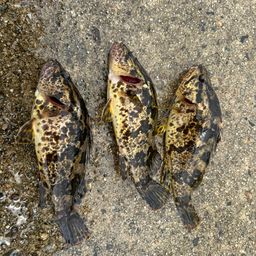 タケノコメバル