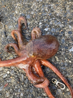 タコの釣果