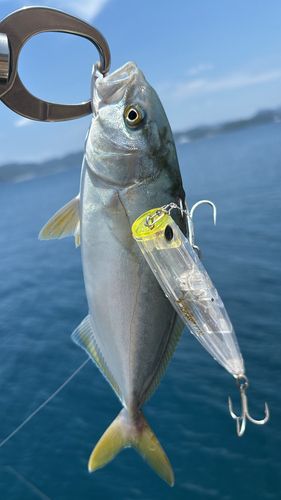 ネリゴの釣果