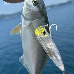 ネリゴ