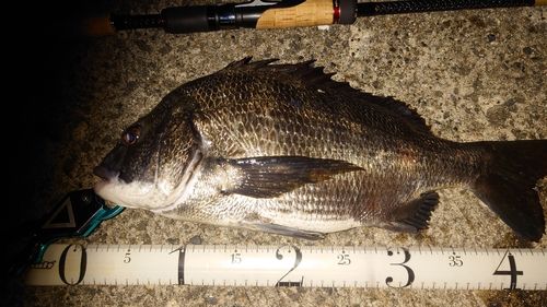クロダイの釣果