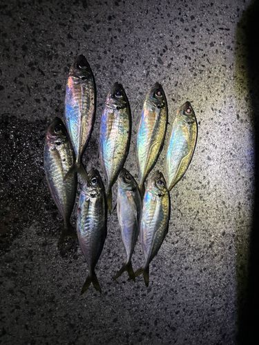 アジの釣果