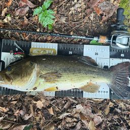 ラージマウスバス