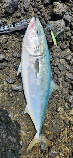 ワラサの釣果