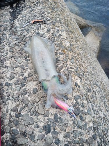 アオリイカの釣果