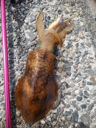 アオリイカの釣果
