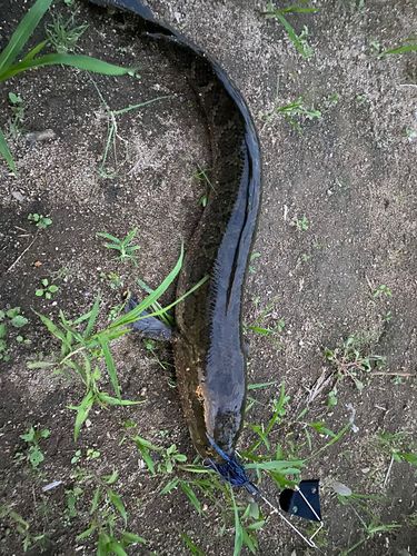 ライギョの釣果