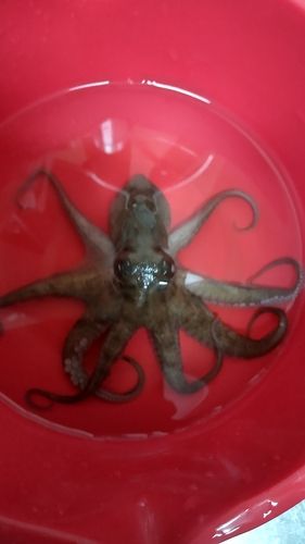 タコの釣果