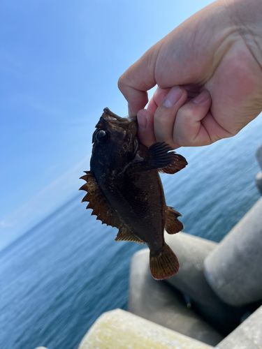エゾメバルの釣果