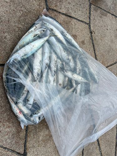 サバの釣果