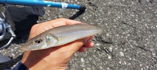 シロギスの釣果