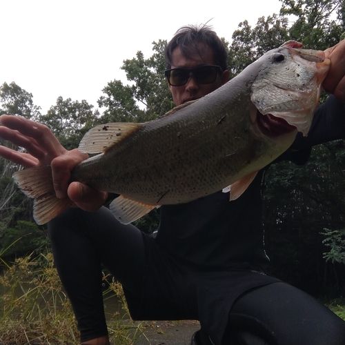 ブラックバスの釣果