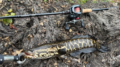 ライギョの釣果