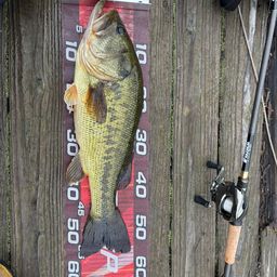 ラージマウスバス