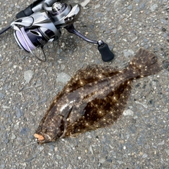 ソゲの釣果
