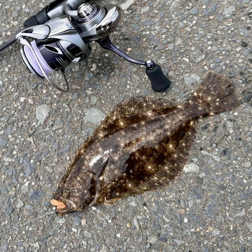 ソゲの釣果