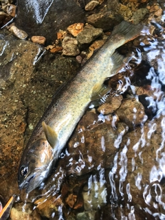 ヤマメの釣果
