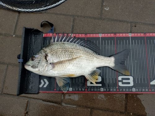 キビレの釣果