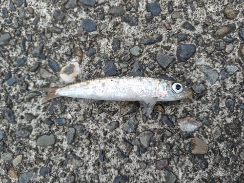ウルメイワシの釣果
