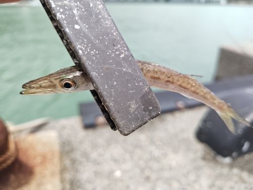 カマスの釣果