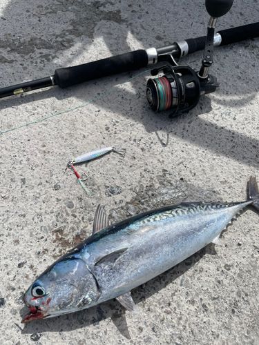 ソウダガツオの釣果