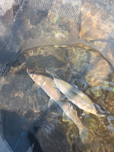 アユの釣果