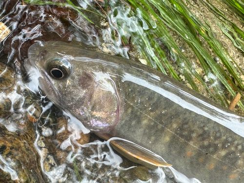 イワナの釣果