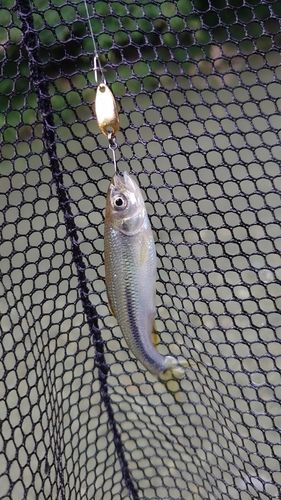 カワムツの釣果