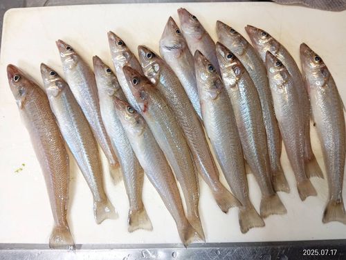 キスの釣果