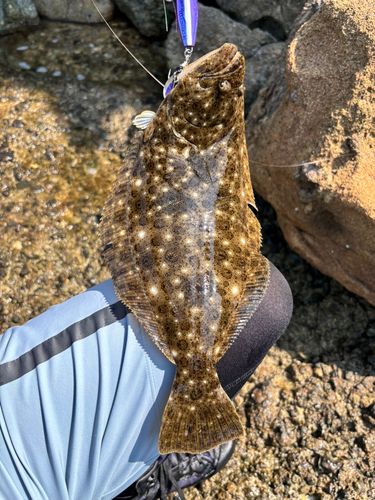 ヒラメの釣果
