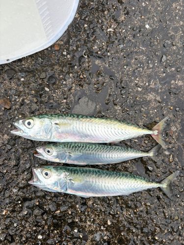 サバの釣果