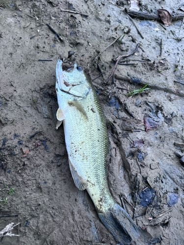 ラージマウスバスの釣果