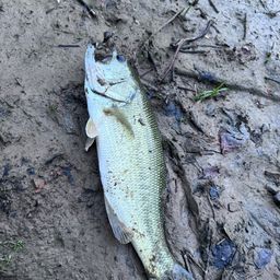 ラージマウスバス