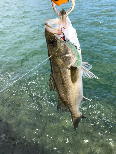 セイゴ（マルスズキ）の釣果