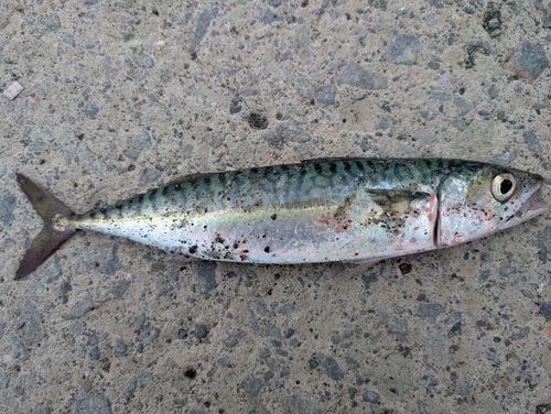 サバの釣果