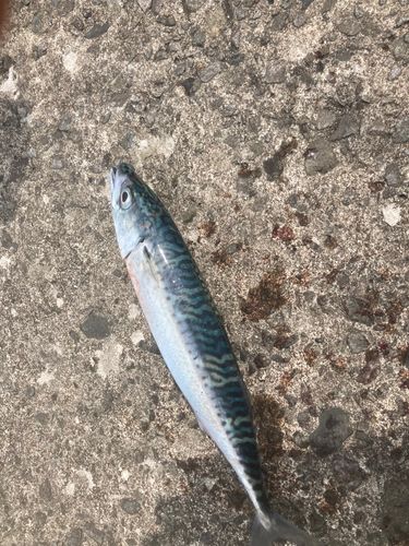 サバの釣果