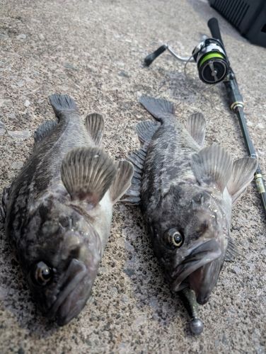 クロソイの釣果