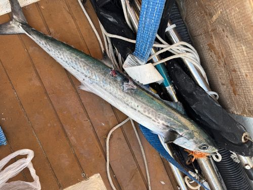 サゴシの釣果